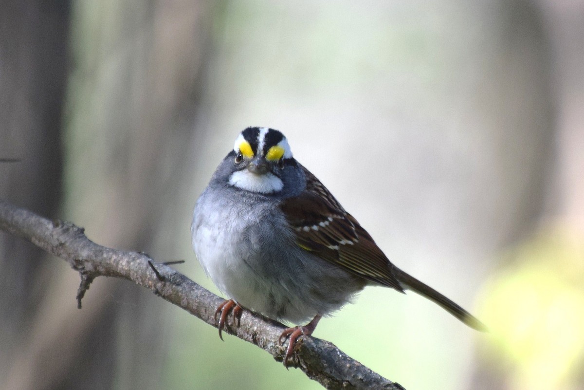 White-throated Sparrow - irina shulgina