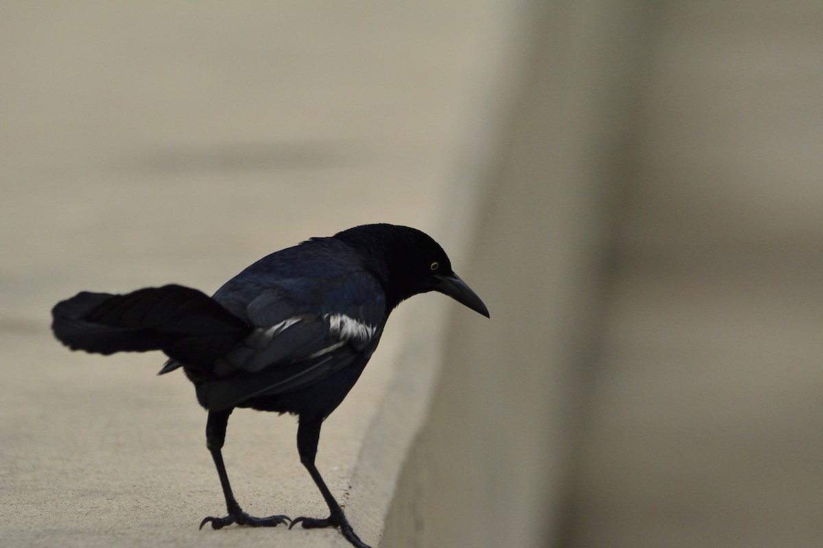 Great-tailed Grackle - ML556140771