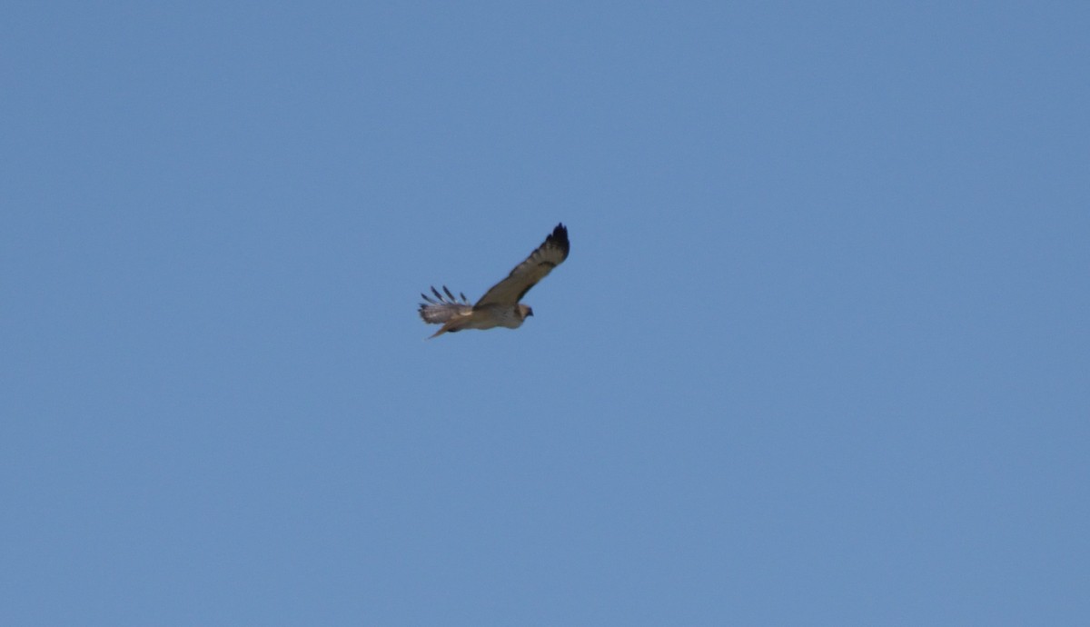 Red-tailed Hawk - ML556141551