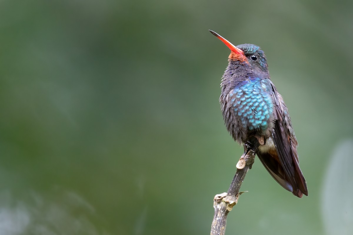 kolibřík savanový - ML556143871