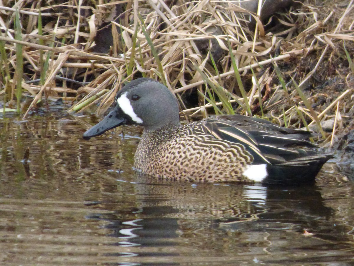 Blue-winged Teal - ML556145571