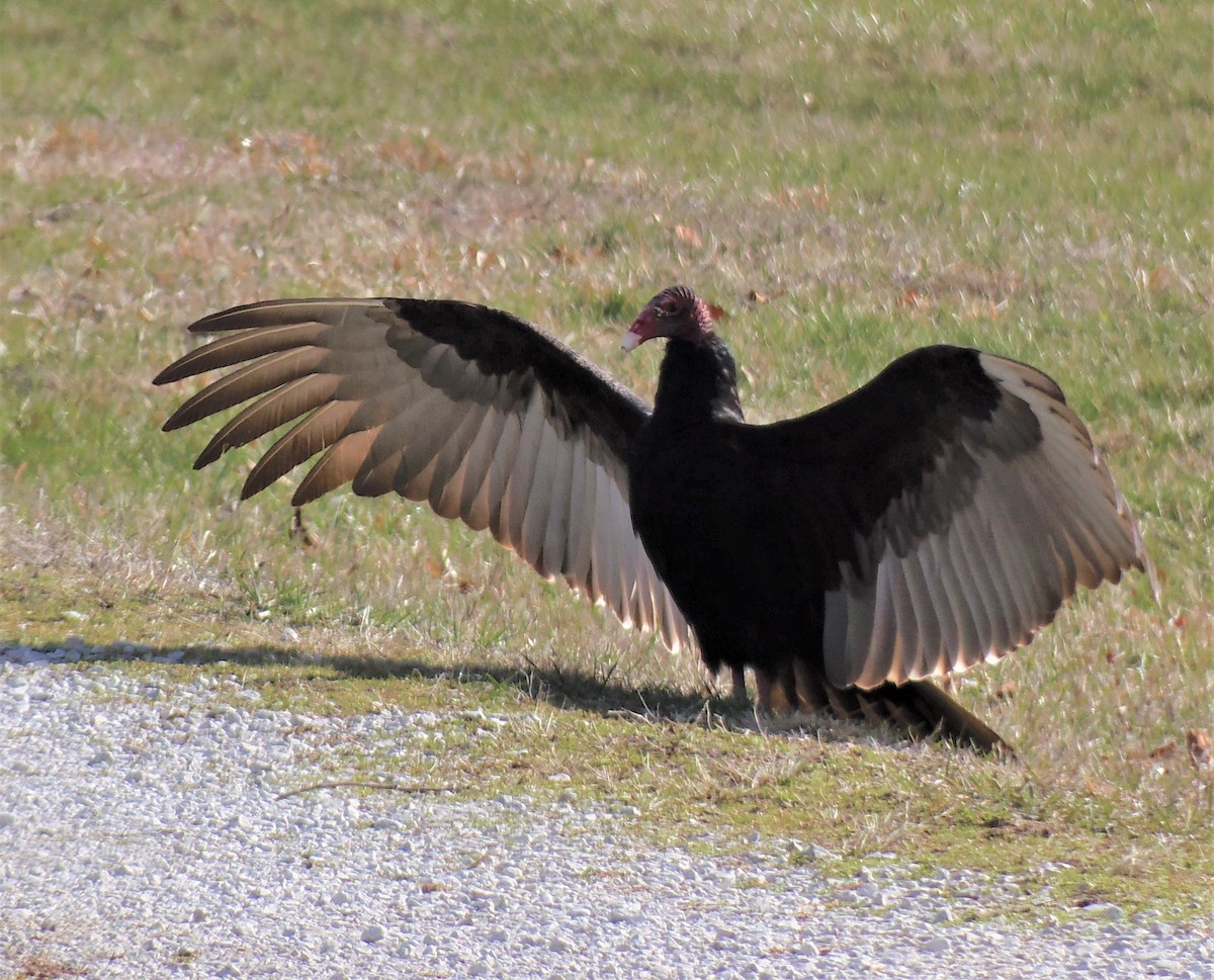 Turkey Vulture - ML556151791