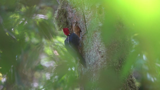 Pale-billed Woodpecker - ML556153091