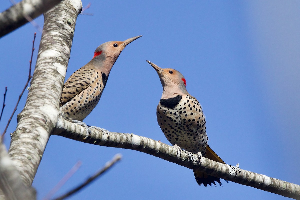 Northern Flicker (Yellow-shafted) - ML556157051