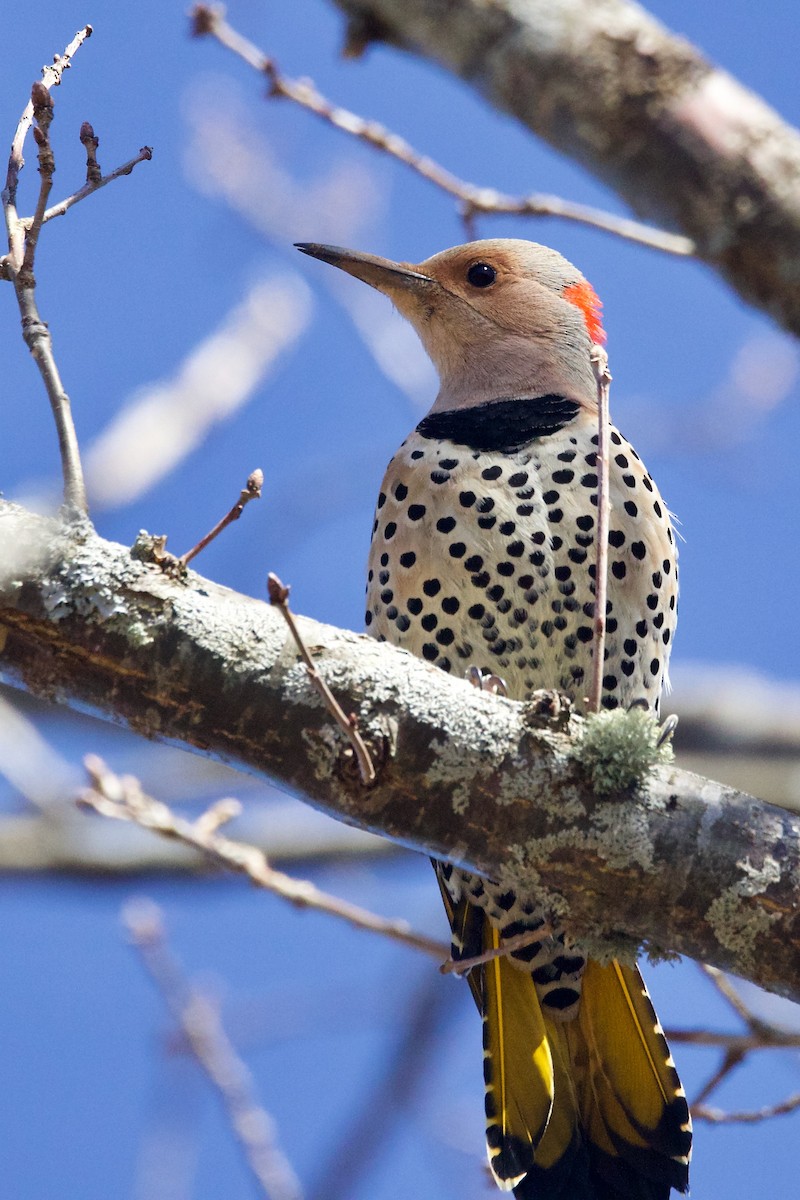Northern Flicker (Yellow-shafted) - ML556157061
