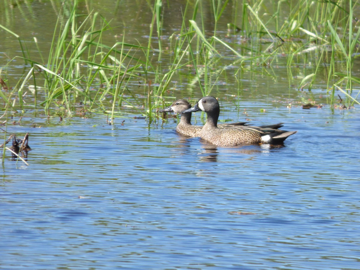 Blue-winged Teal - ML556157701
