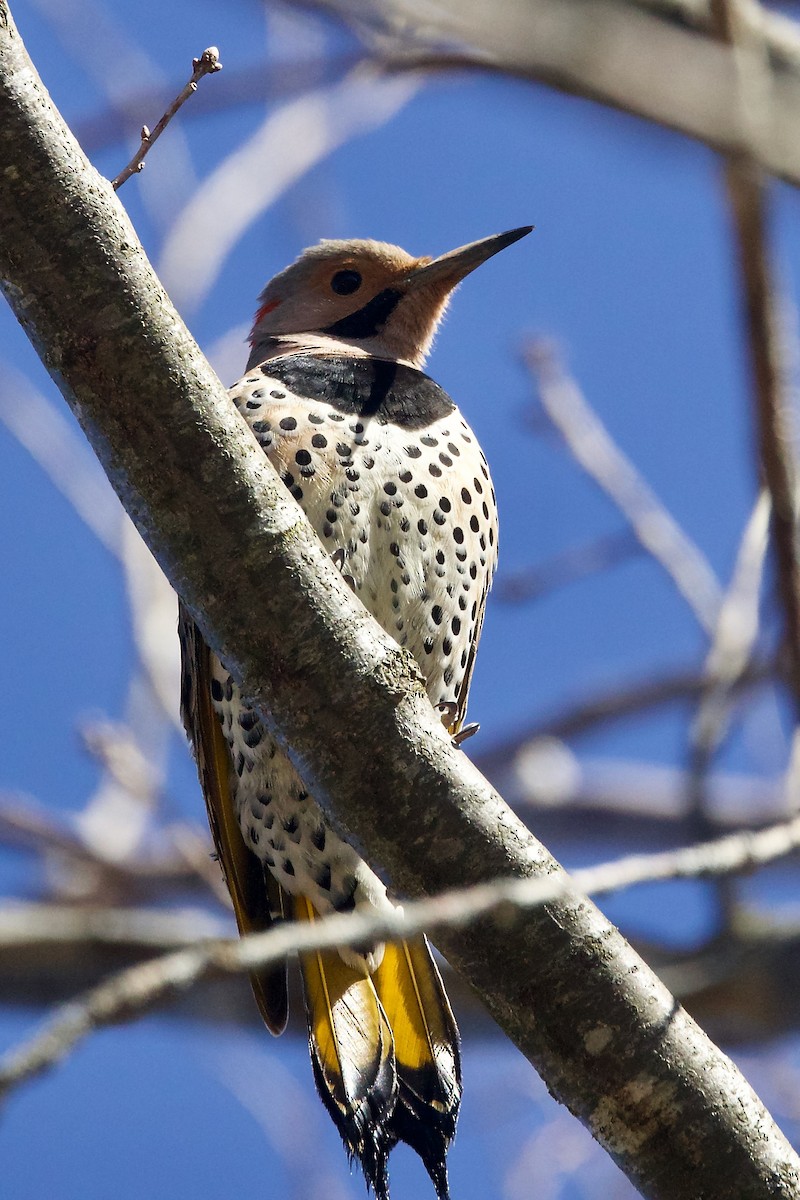 Northern Flicker (Yellow-shafted) - ML556163171