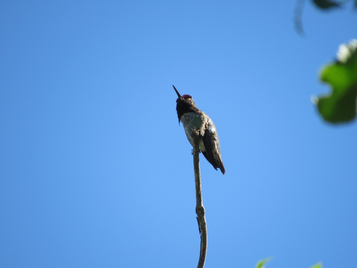 Anna's Hummingbird - ML556163911