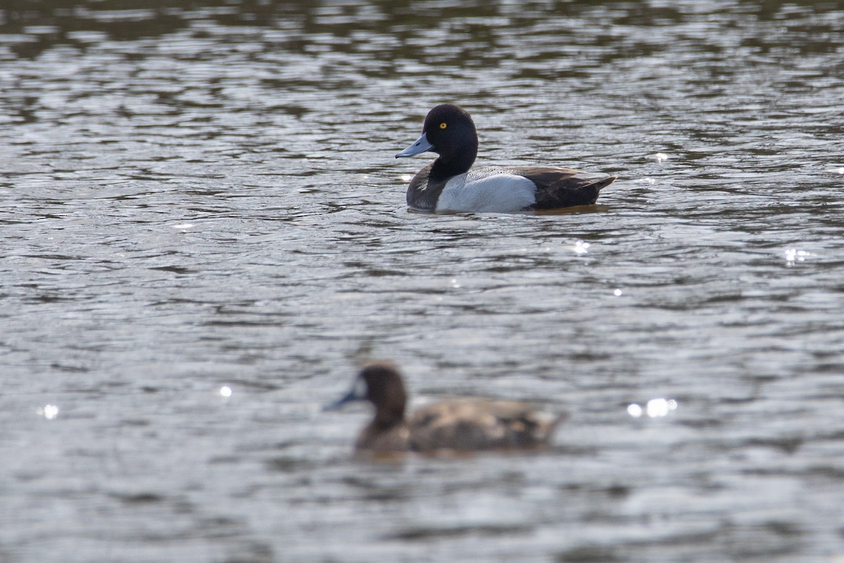 Greater Scaup - ML556164011