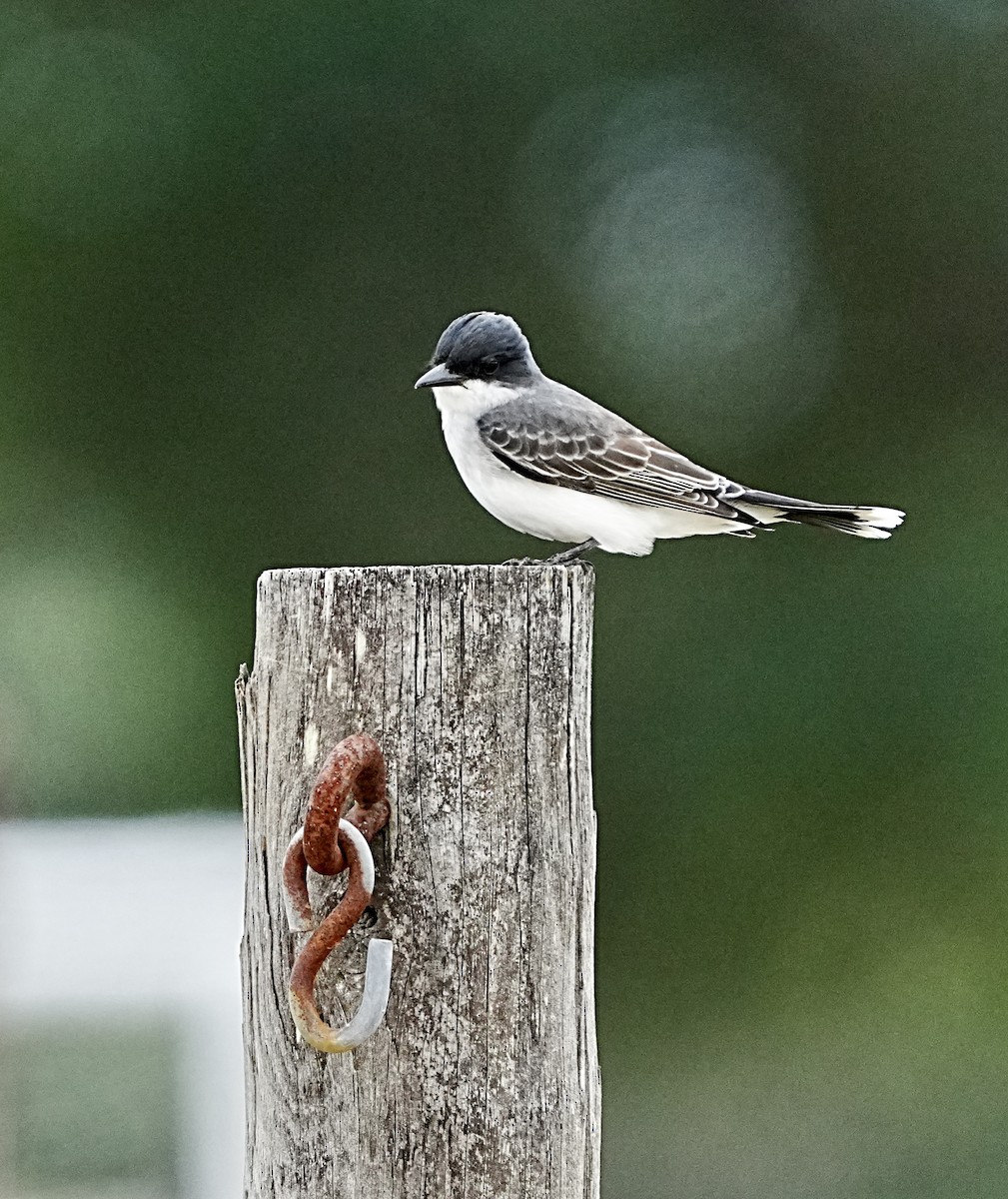 Eastern Kingbird - ML556168561