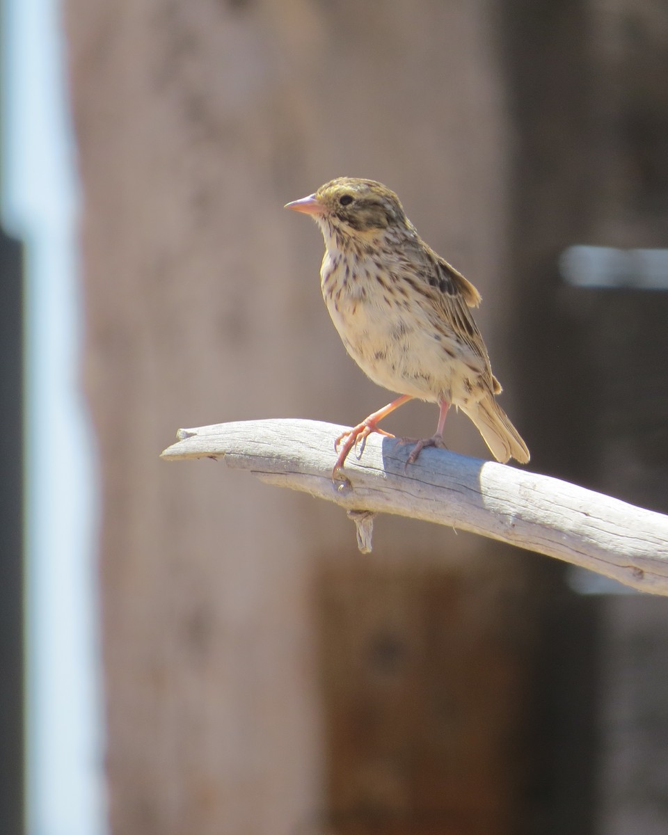Savannah Sparrow - ML556170231