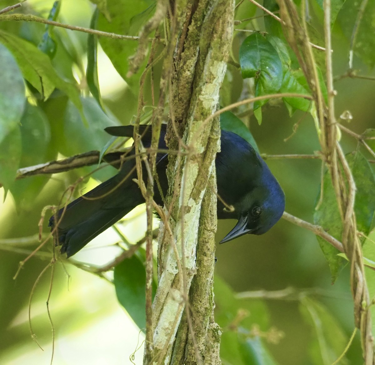 Jamaican Blackbird - ML556170881