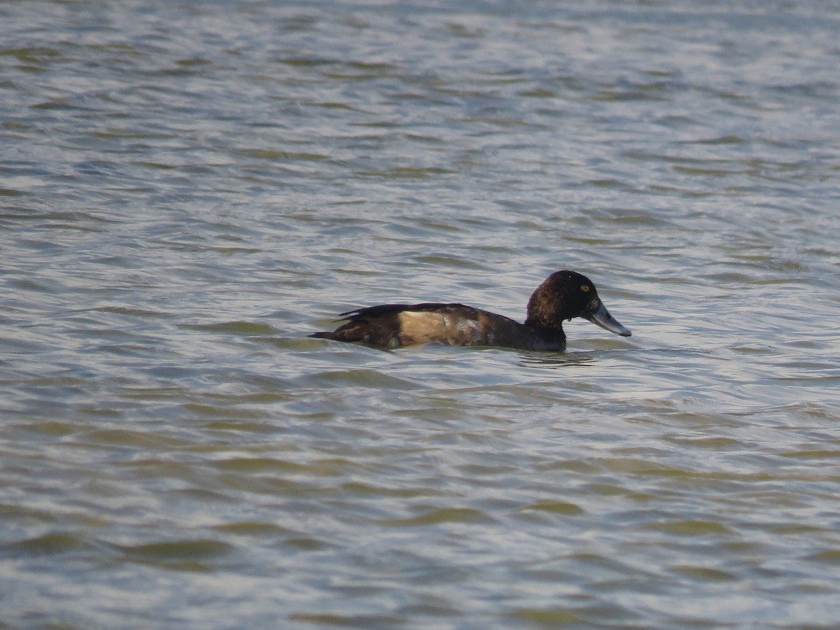 Greater Scaup - ML556178961