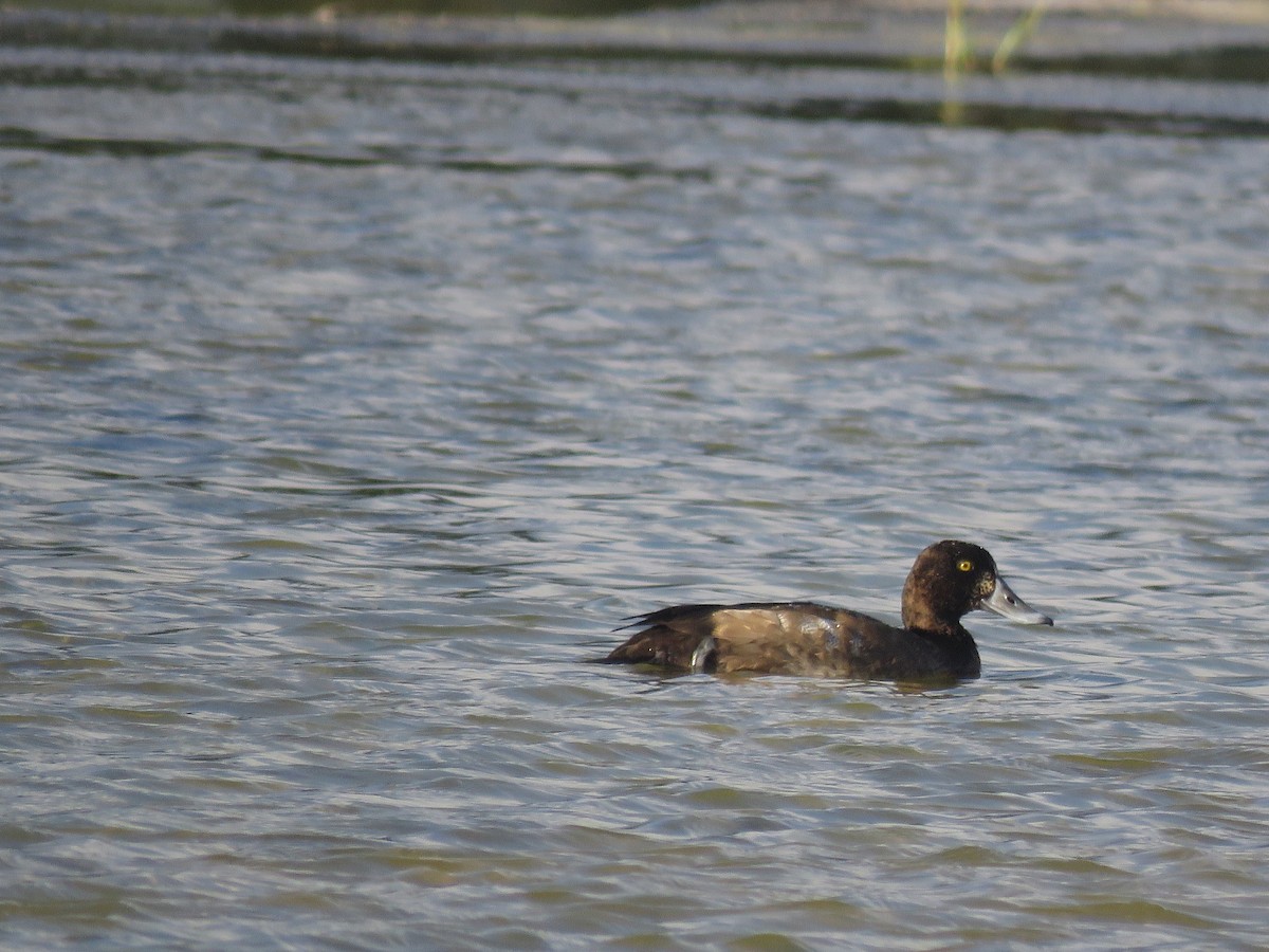 Greater Scaup - ML556178971