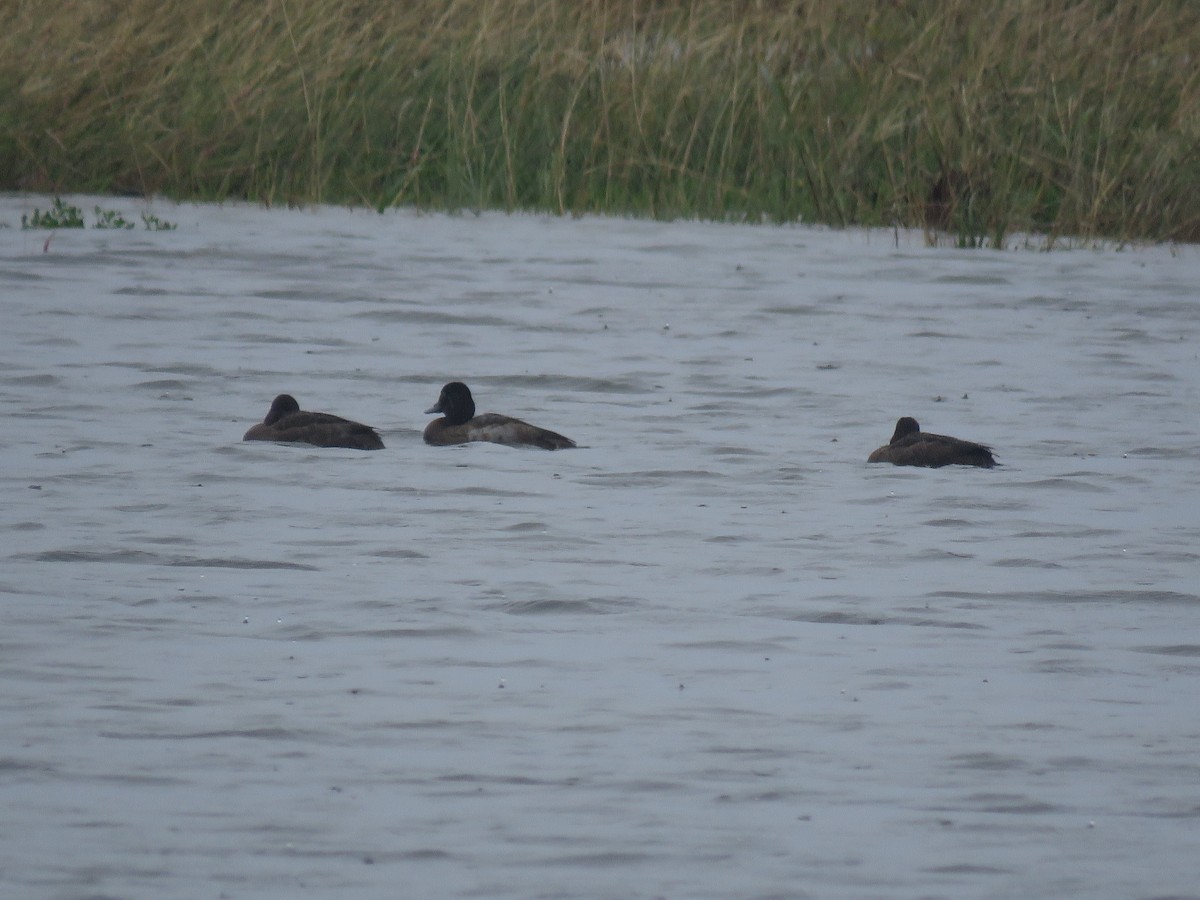 Greater Scaup - ML556182561