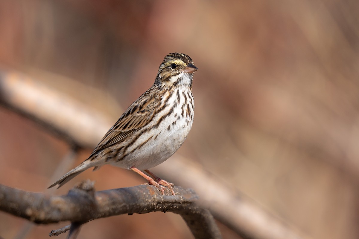 Savannah Sparrow - ML556184831