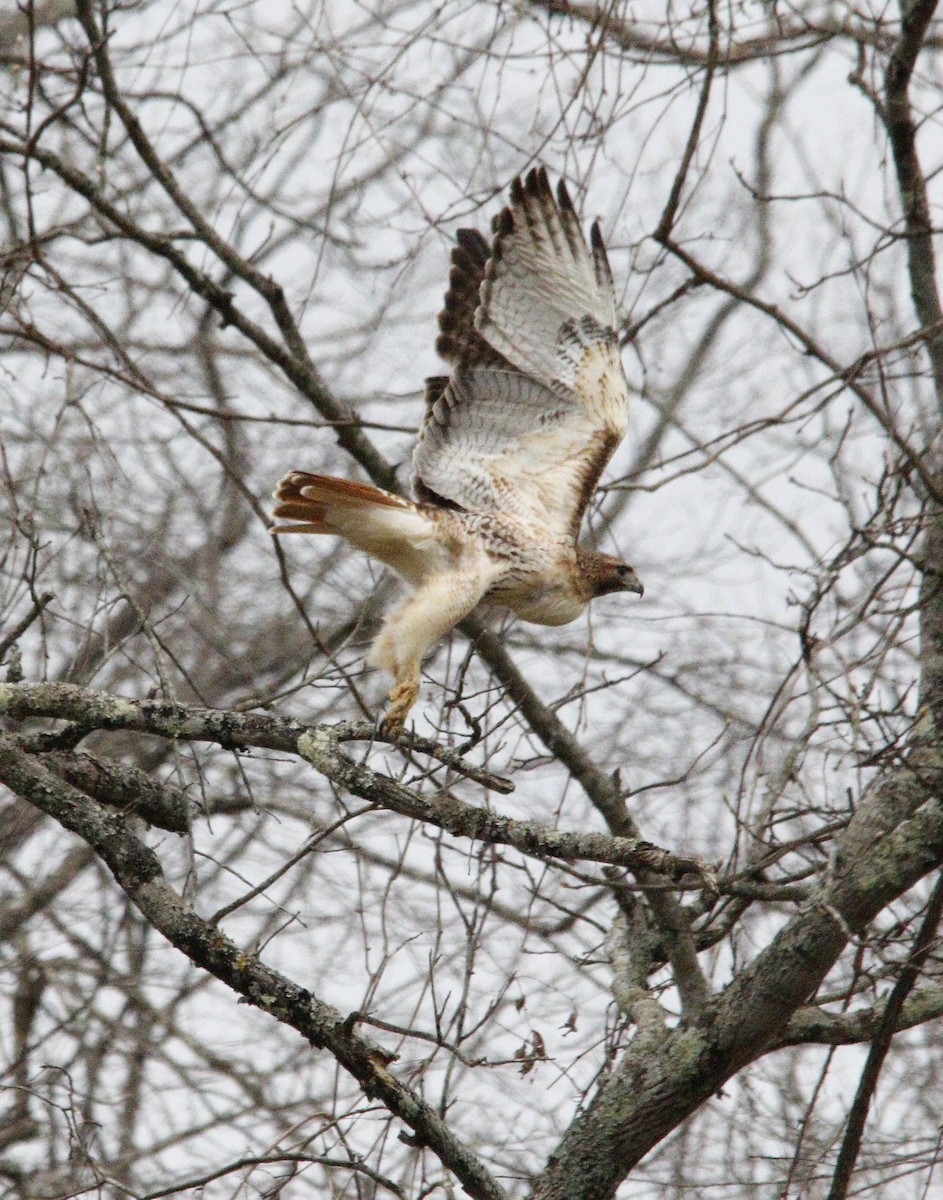 Red-tailed Hawk - ML556187251