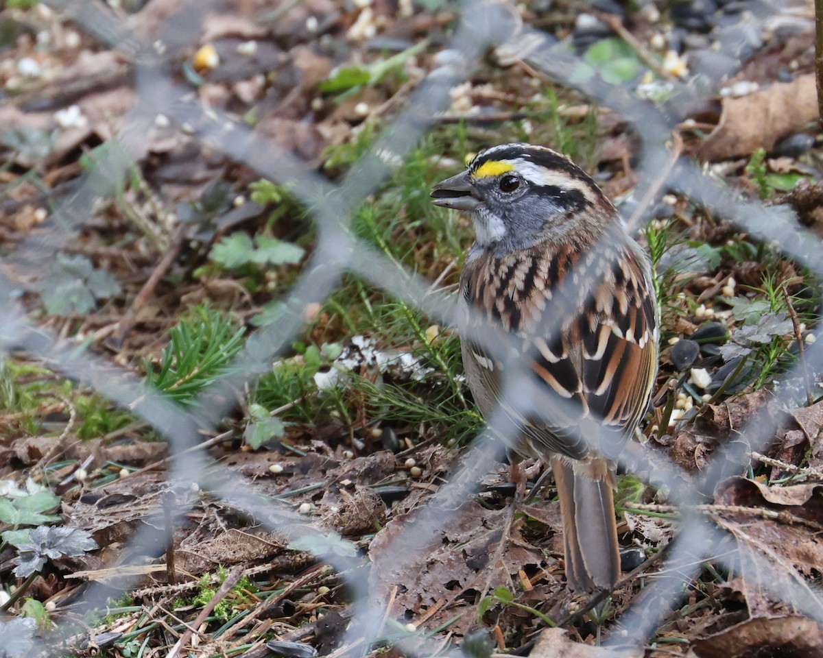 White-throated Sparrow - ML556187511