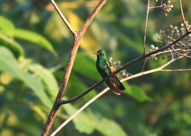 Stripe-tailed Hummingbird - ML55619191