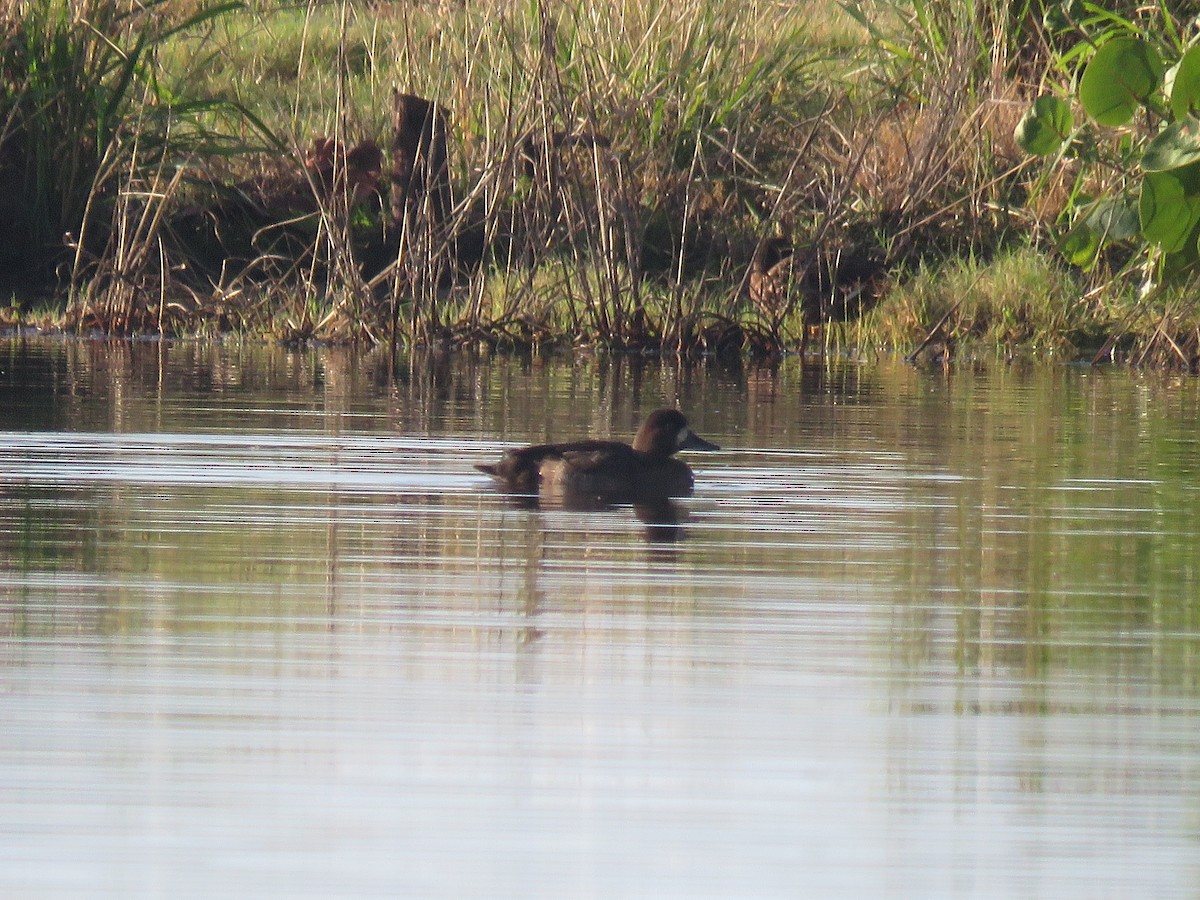 Greater Scaup - Curtis Mahon