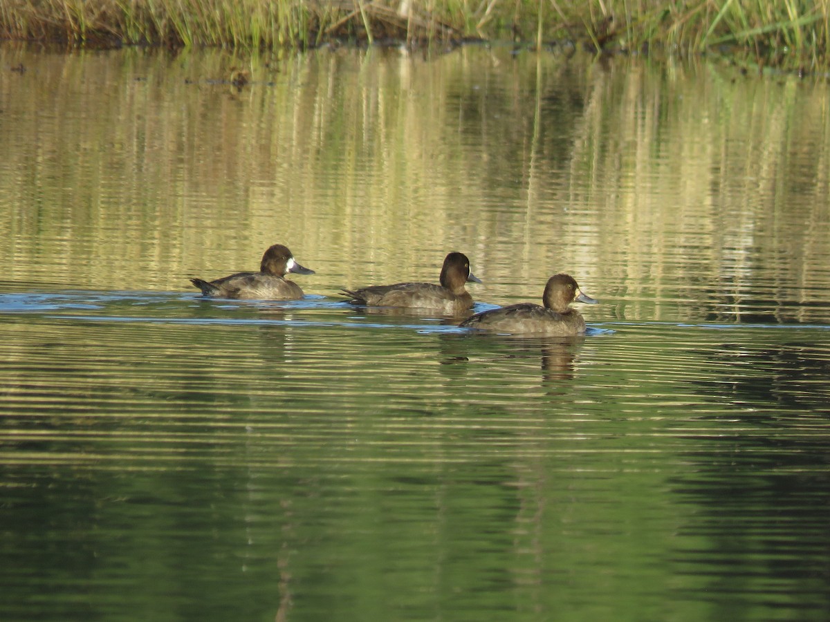 Greater Scaup - ML556194741