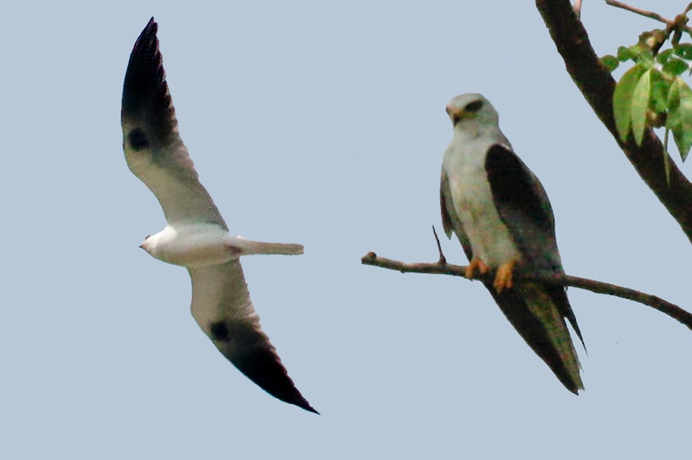 White-tailed Kite - ML55619861
