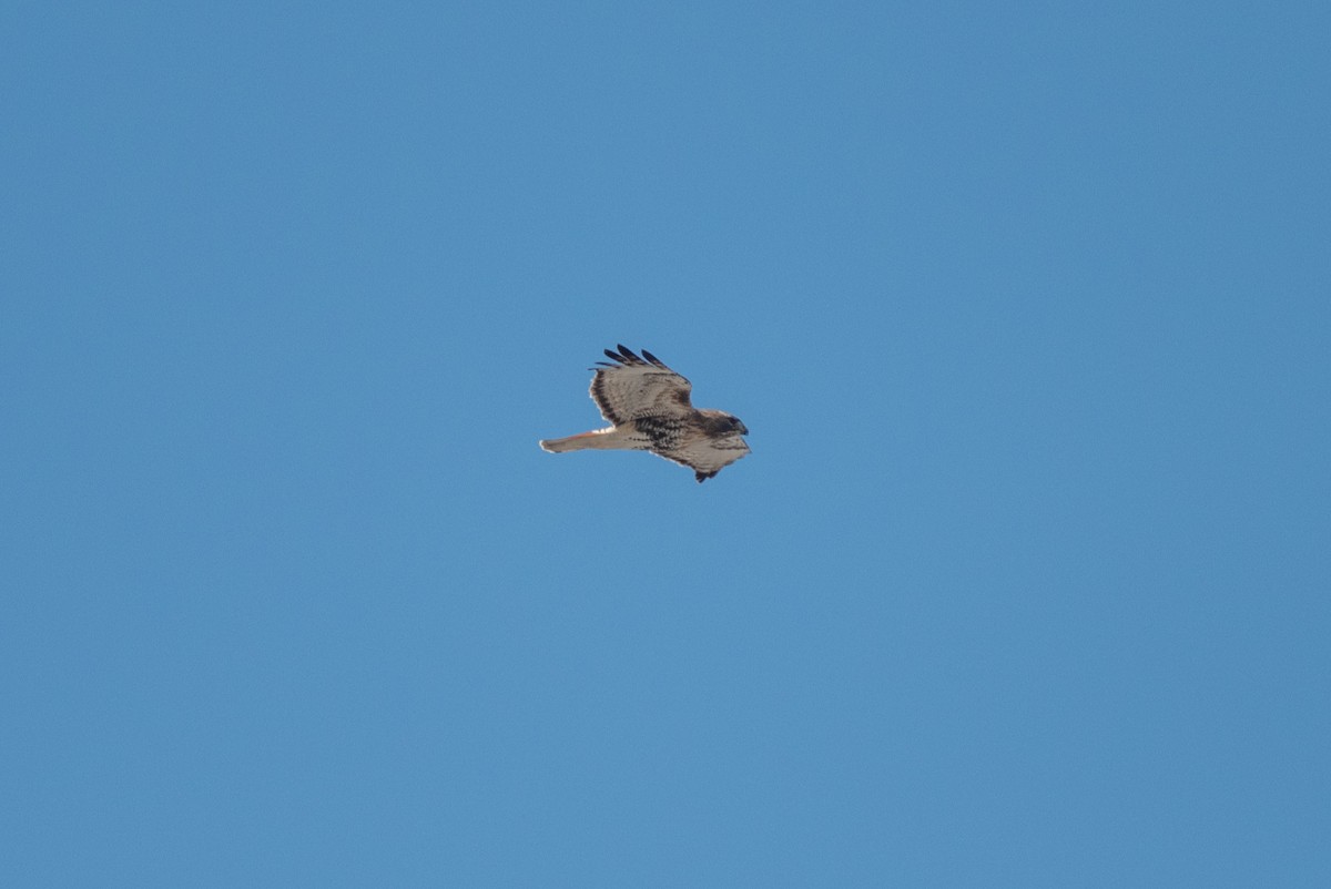 Red-tailed Hawk - ML556198671