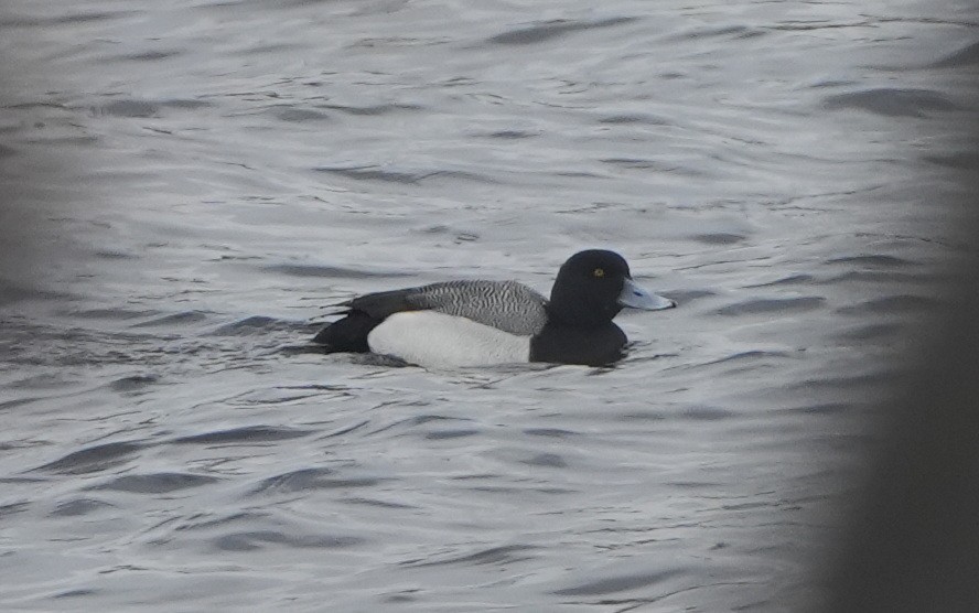 Greater Scaup - ML556201971