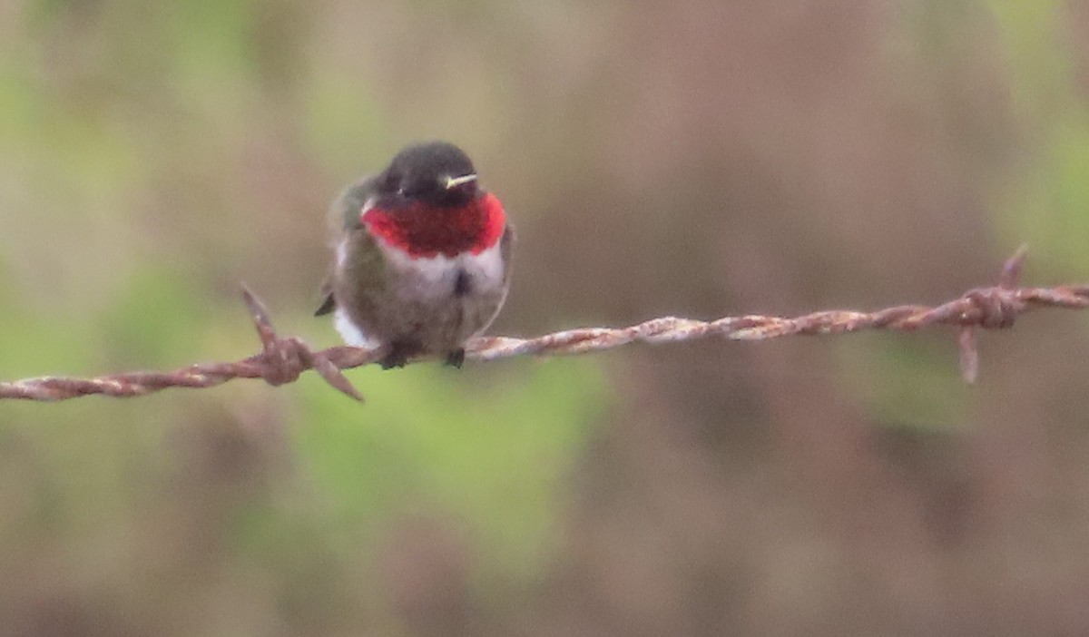 Ruby-throated Hummingbird - John Maresh