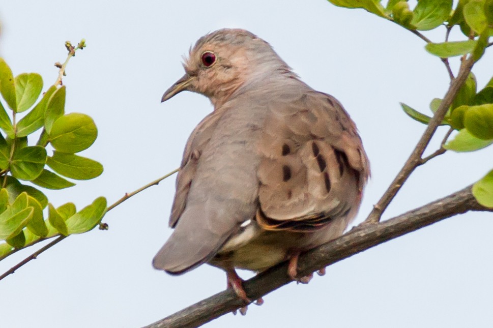 Plain-breasted Ground Dove - ML55620581