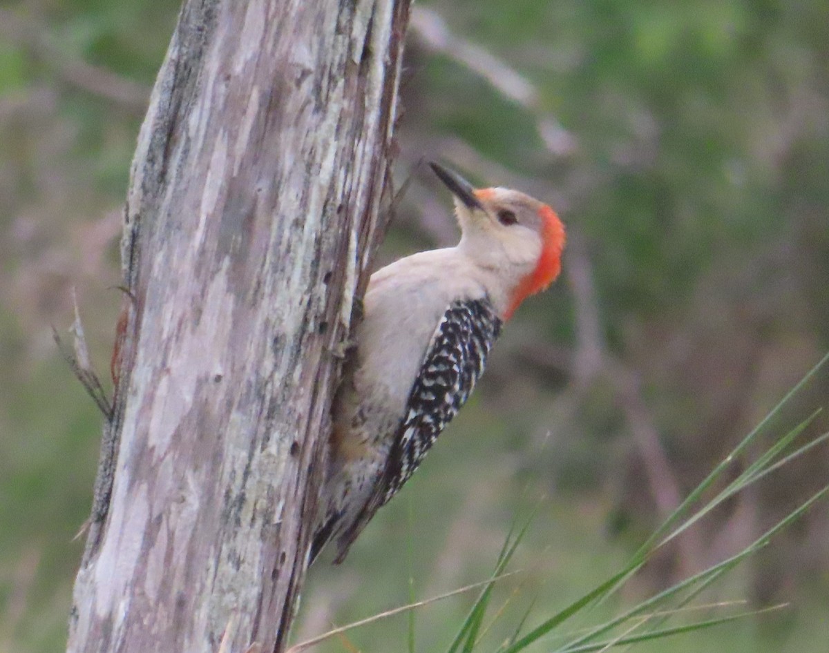 Red-bellied Woodpecker - ML556205931
