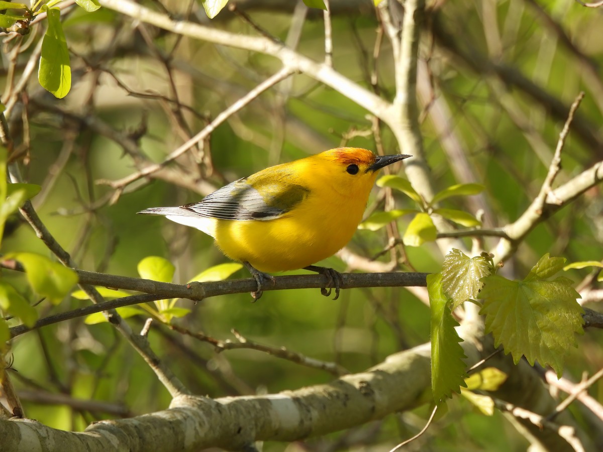 Prothonotary Warbler - ML556206421