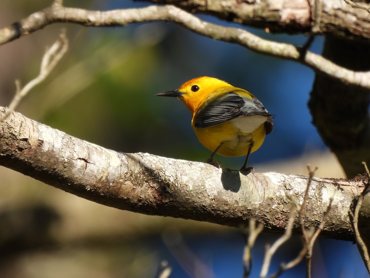 Prothonotary Warbler - ML556206541