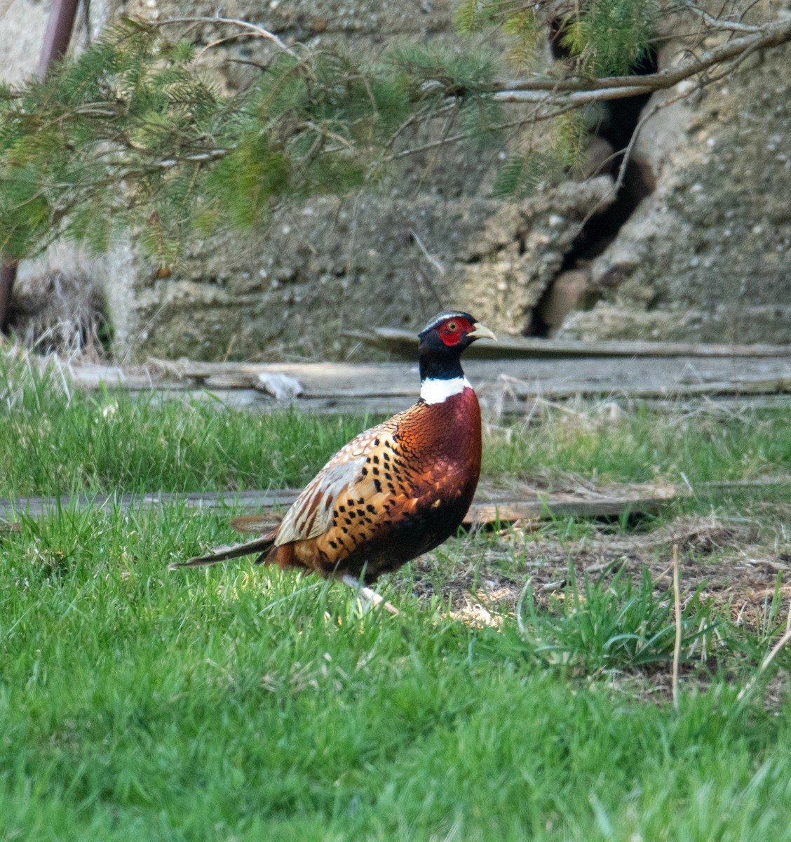 Ring-necked Pheasant - ML556209331