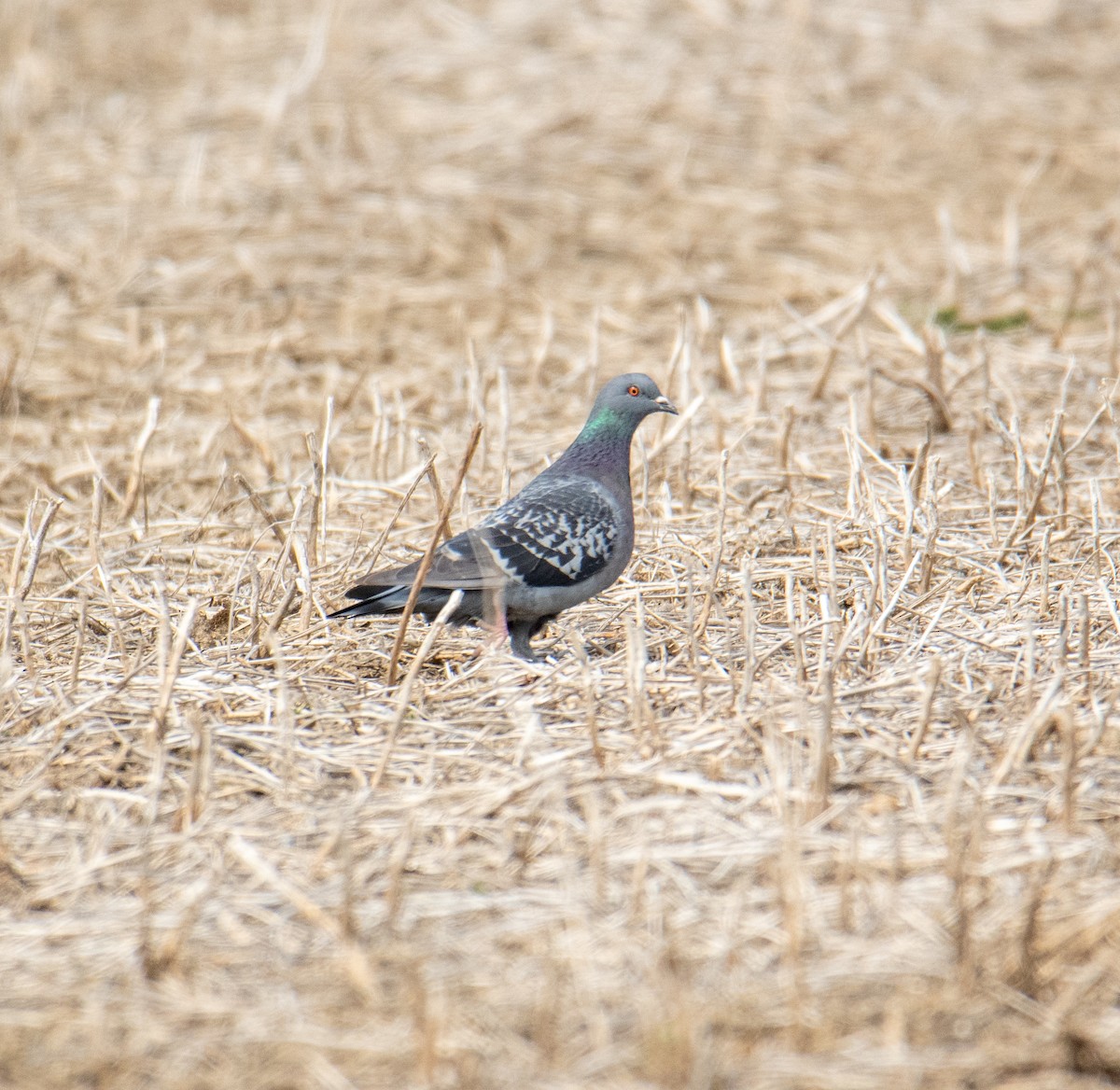 Rock Pigeon (Feral Pigeon) - ML556209901