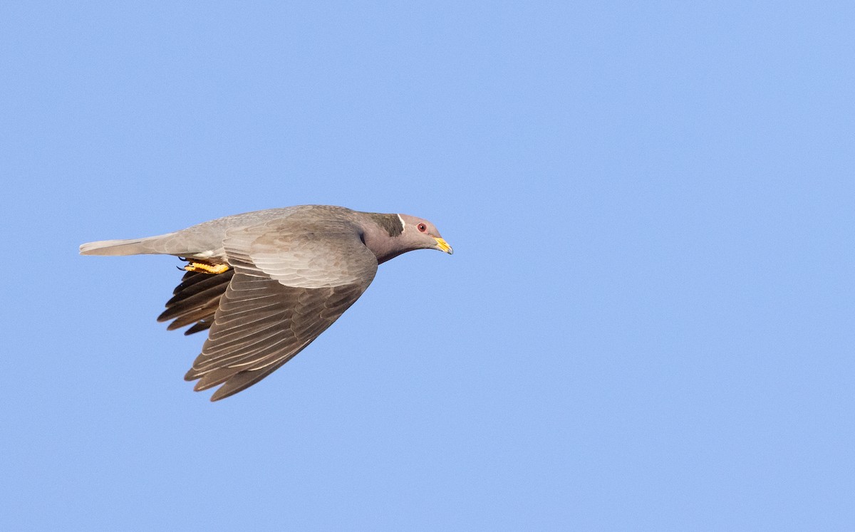 Band-tailed Pigeon - ML556212761