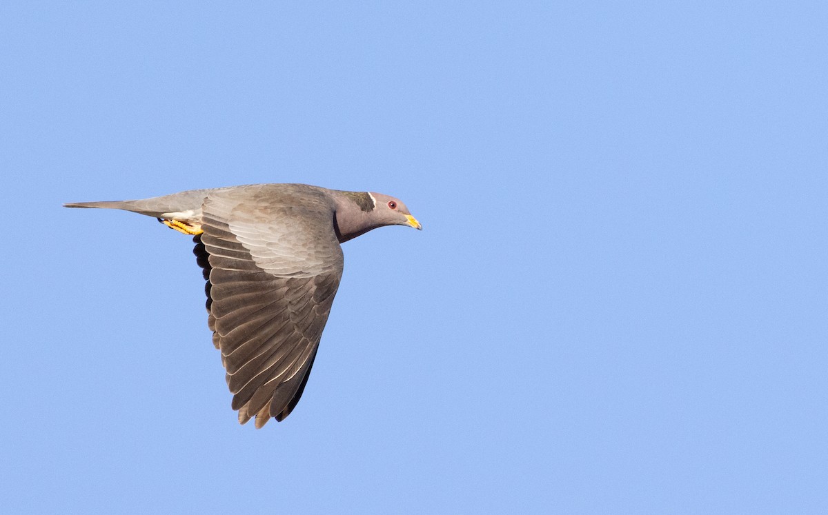 Band-tailed Pigeon - ML556212771