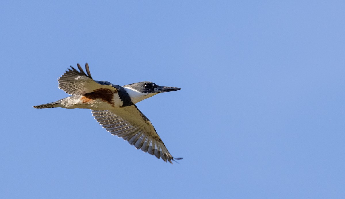 Belted Kingfisher - ML556214171
