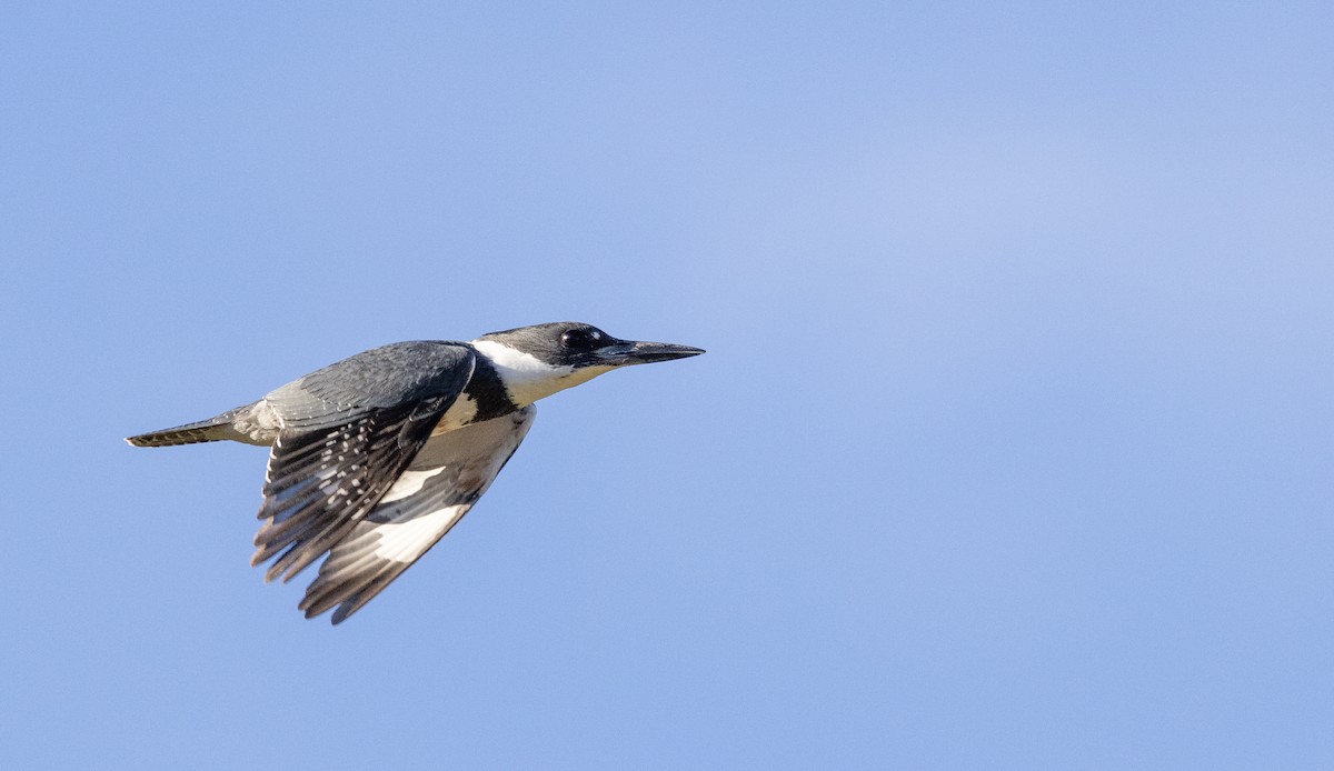 Belted Kingfisher - ML556214181