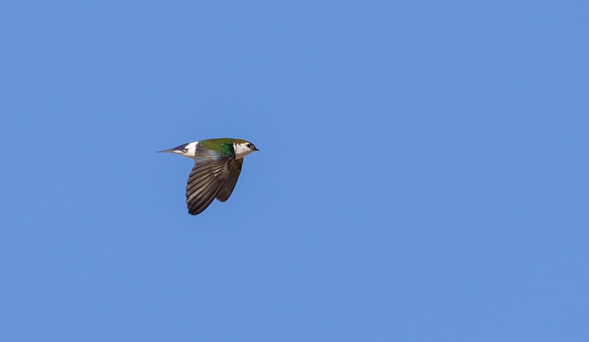 Violet-green Swallow - ML556214591