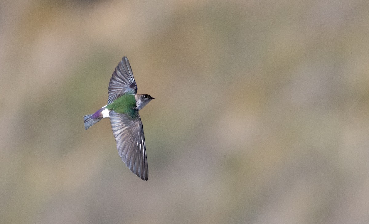 Violet-green Swallow - ML556214611