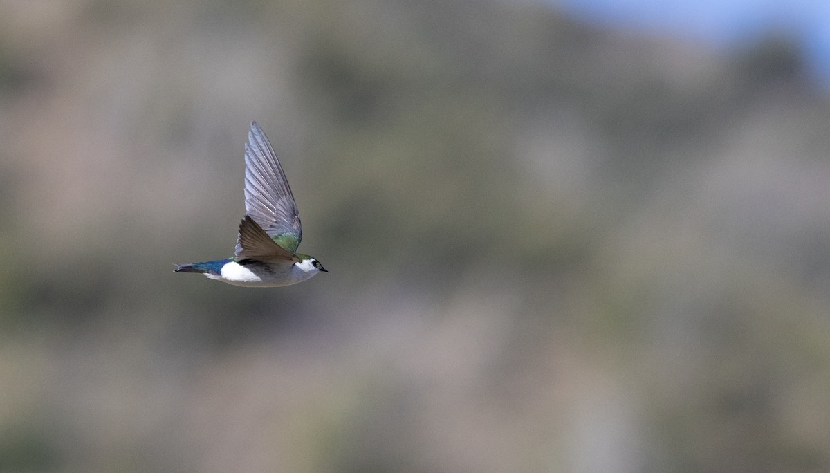 Violet-green Swallow - ML556214631