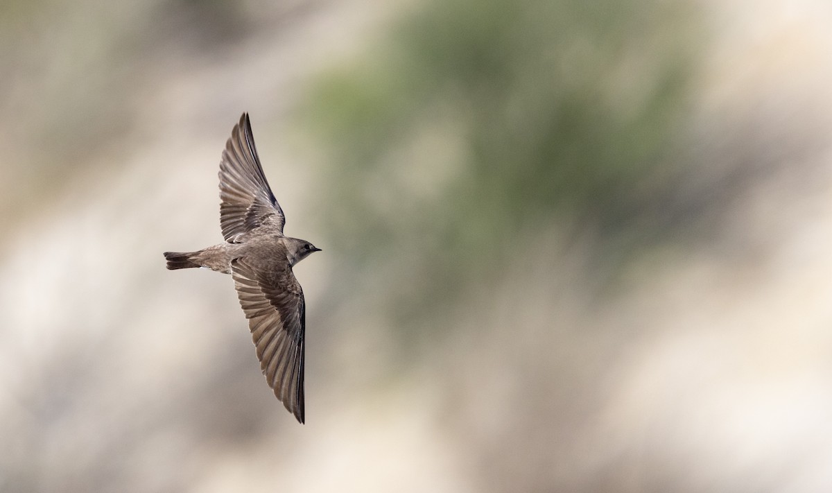 Northern Rough-winged Swallow - Ian Davies