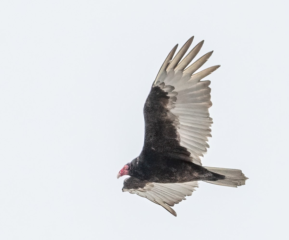 Turkey Vulture - Claude Garand