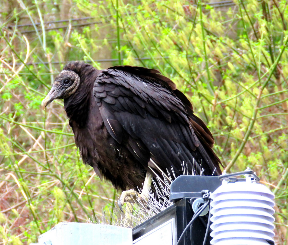 Black Vulture - ML556222531