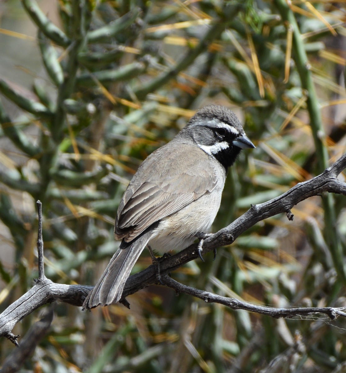 Black-throated Sparrow - ML556222951