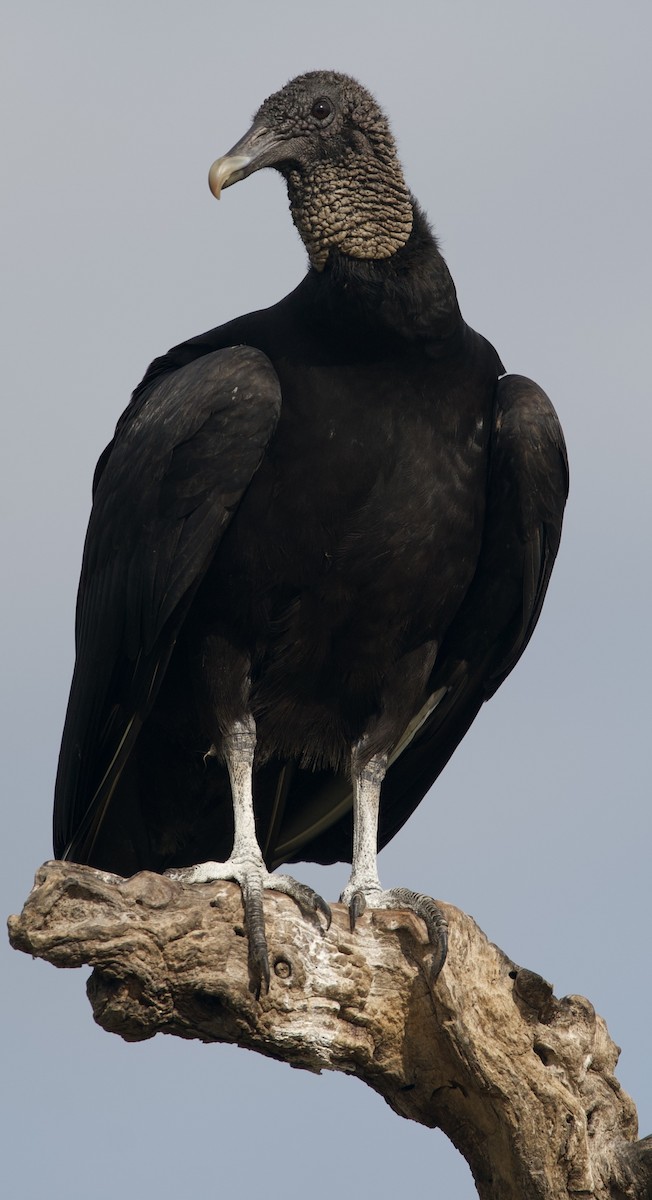 Black Vulture - ML556225441