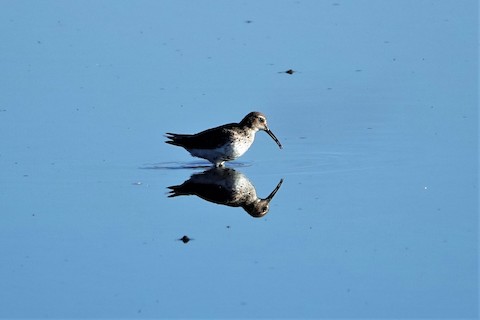 Dunlin - Karen Thompson