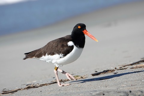 American Oystercatcher - Karen Thompson