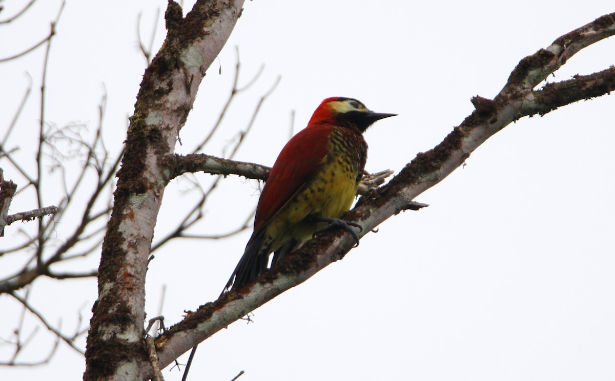 Crimson-mantled Woodpecker - ML55622751